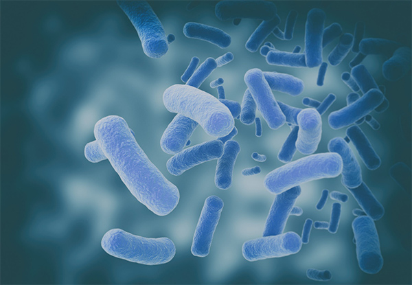 Lợi khuẩn Bacillus subtilis giúp cải thiện loạn khuẩn đường ruột hiệu quả